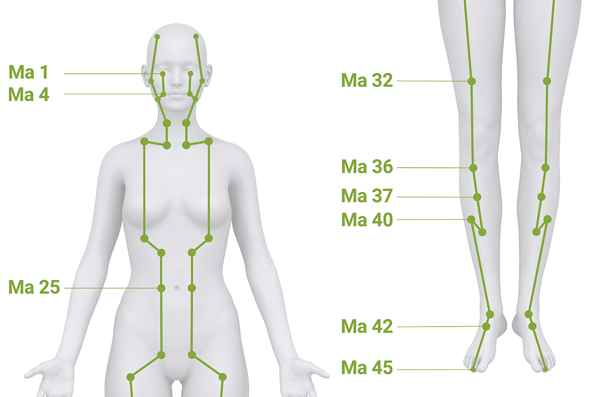 Grafik zum Verlauf des Magen-Meridians vom Gesicht über Bauch und Vorderseite des Beins bis zum zweiten Zeh.