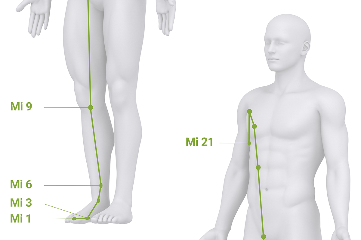 Darstellung des Milz-Meridians vom großen Zeh über die Beininnenseite bis zum Oberkörper nach TCM-Lehre.