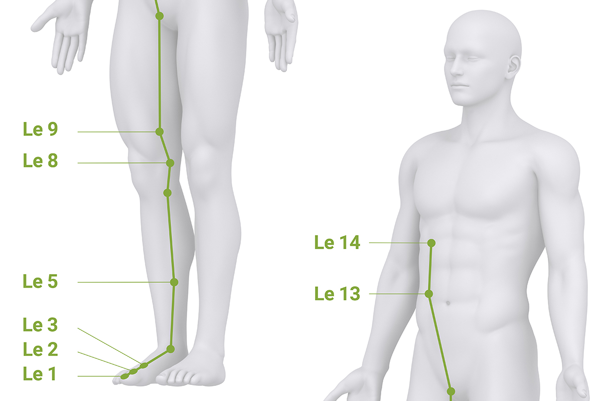 Verlauf des Leber-Meridians mit markierten Akupunkturpunkten an Fuß, Bein und Rumpf